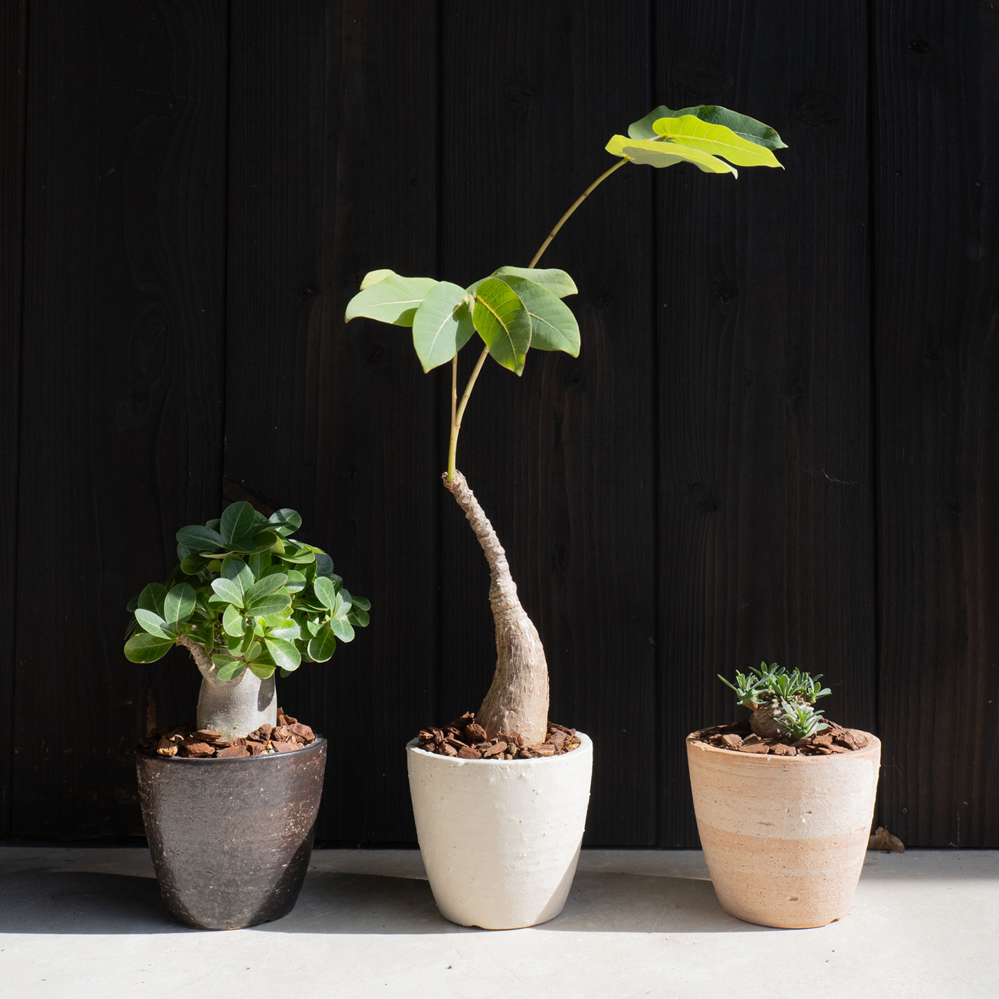 黒・白・緋色のHIBI植木鉢に異なる植物を合わせた黒背景の比較写真