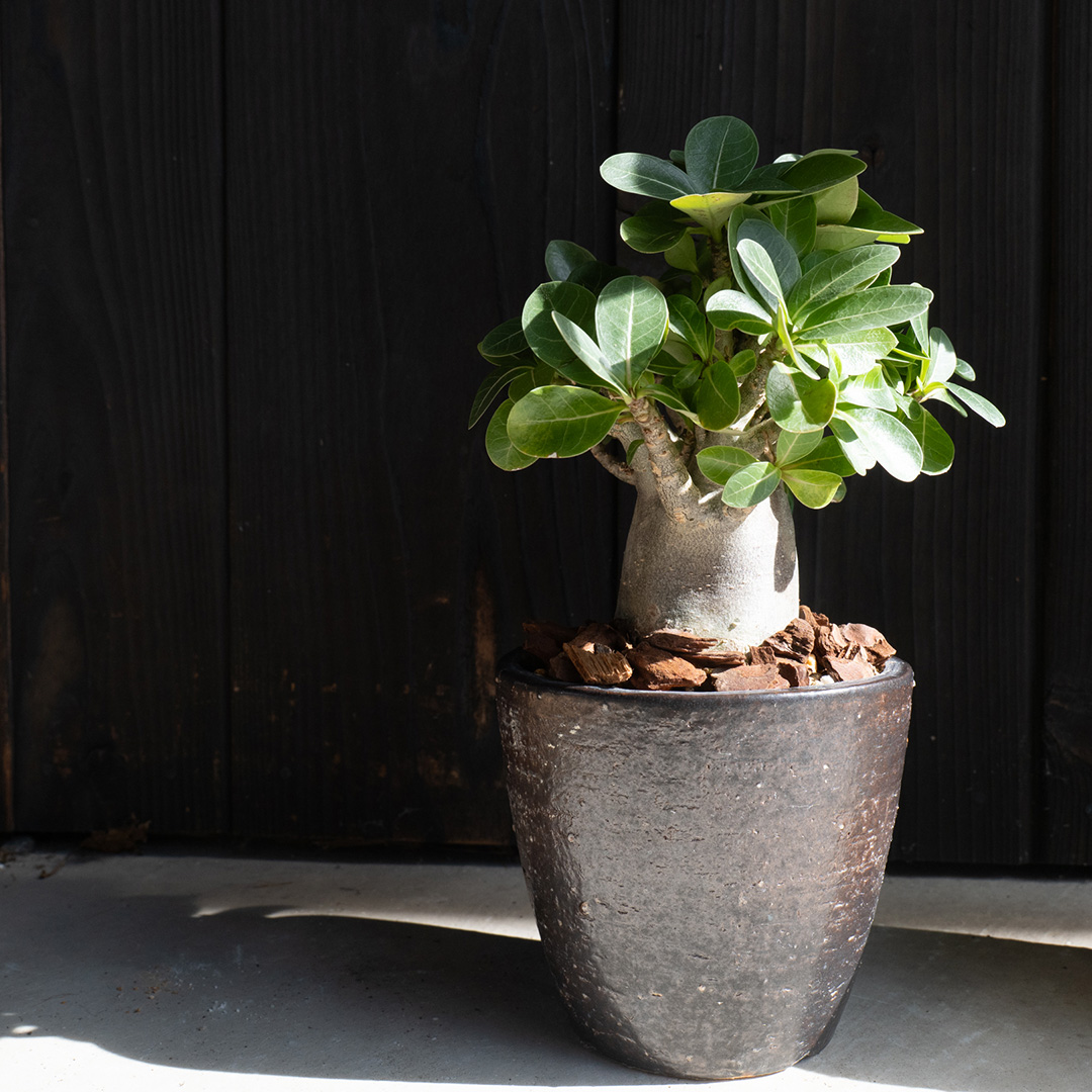 HIBIの黒い植木鉢に丸葉のグリーンを植えたイメージ写真