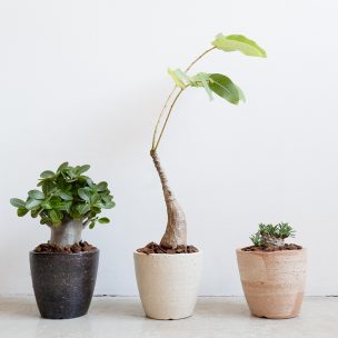 はじめての陶器鉢に。HIBIで楽しむ春のグリーン