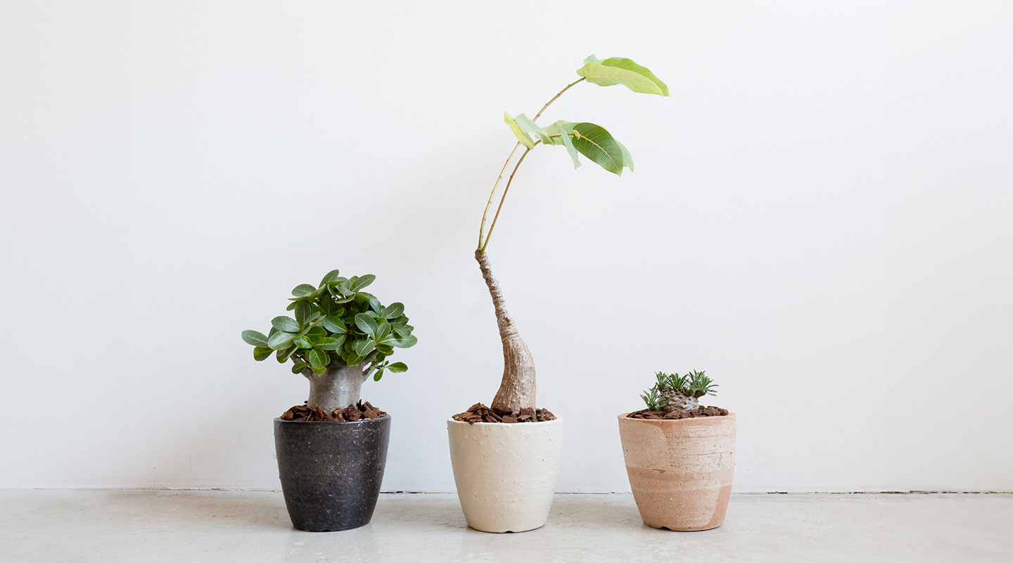 黒・白・緋色のHIBI植木鉢に異なる植物を合わせた比較写真