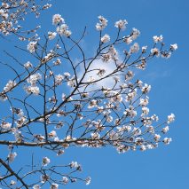 お家で過ごすゴールデンウィークに