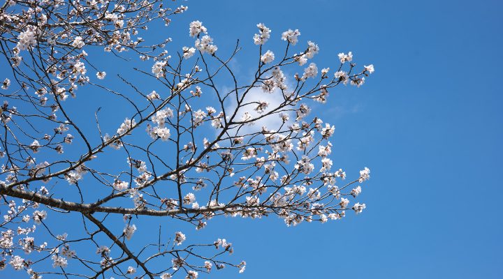 信楽の桜の写真
