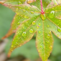 梅雨の季節に、花を迎える