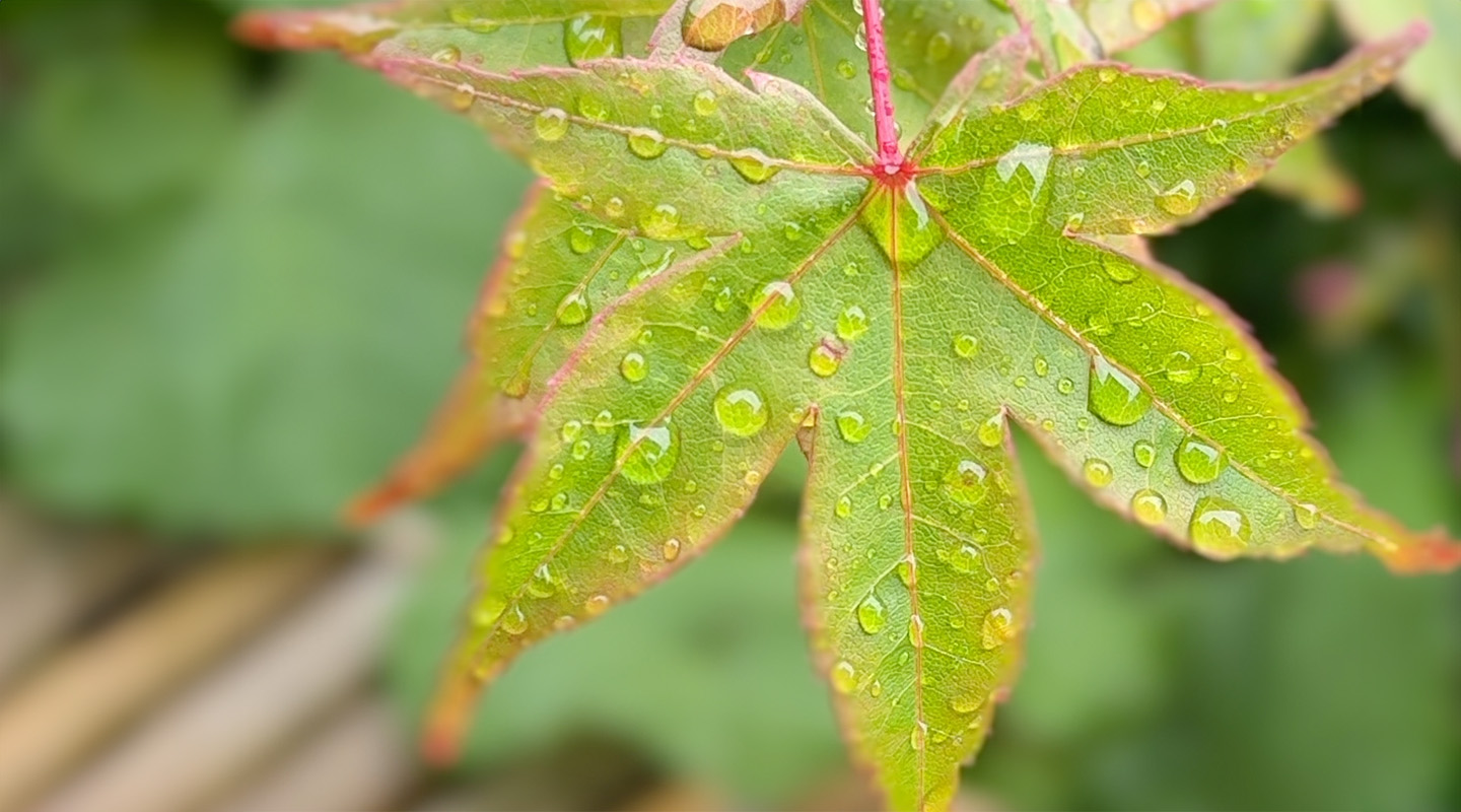 梅雨の雫で揺れる美しい緑の葉っぱ